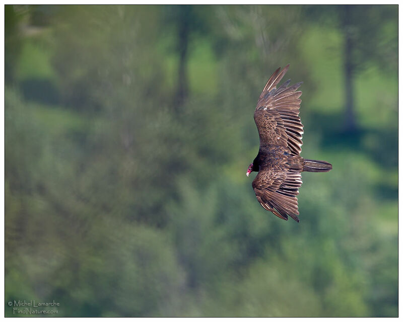 Turkey Vultureadult, Flight