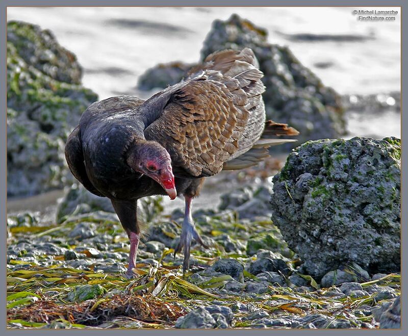 Urubu à tête rouge