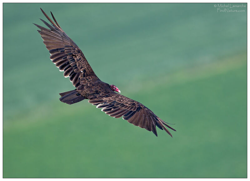 Urubu à tête rougeadulte, Vol