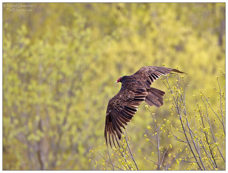 Turkey Vultureadult, Flight