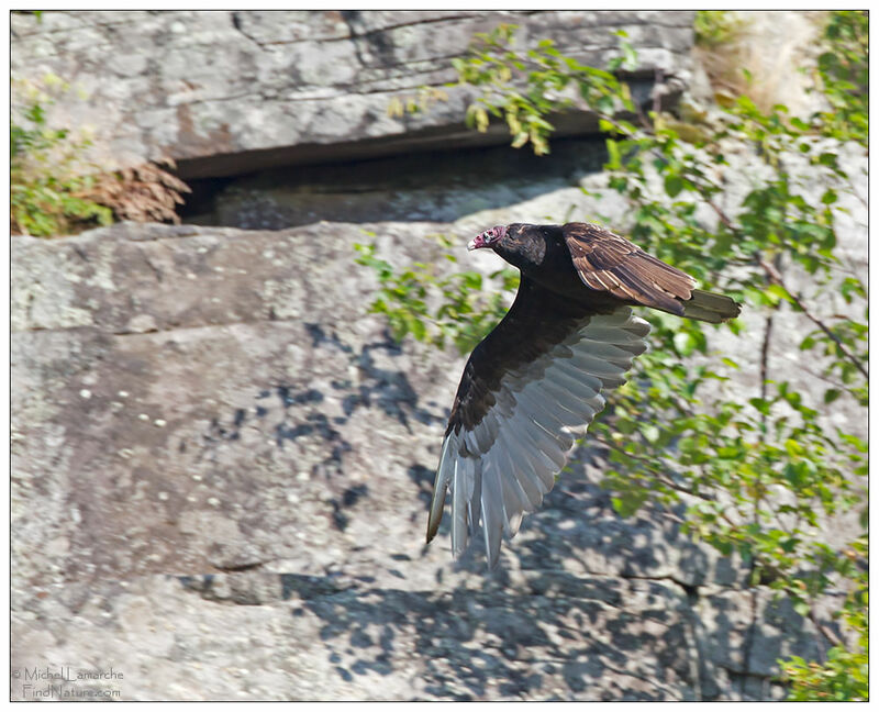 Turkey Vultureadult, Flight