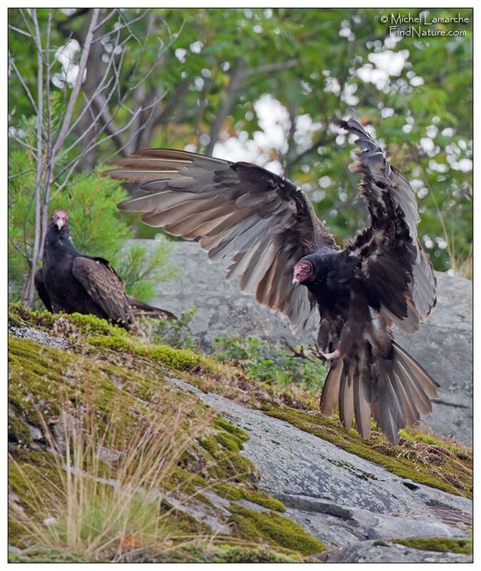 Turkey Vulture