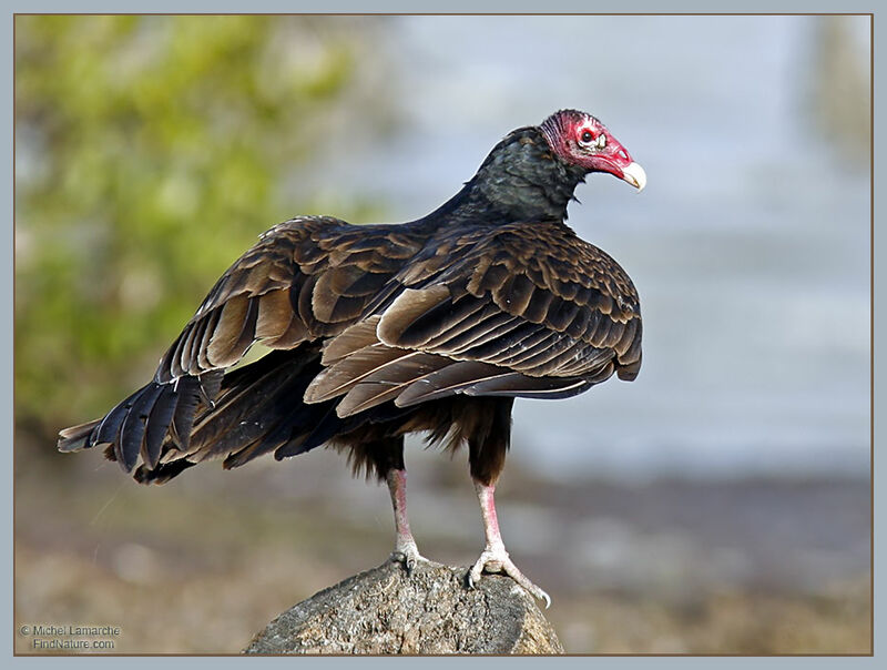 Turkey Vulture