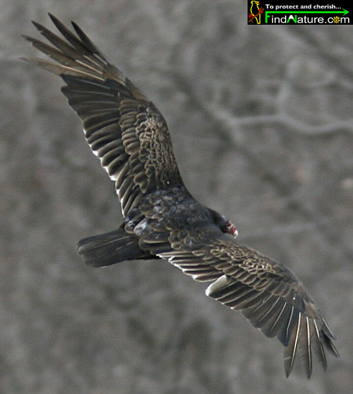 Turkey Vulture