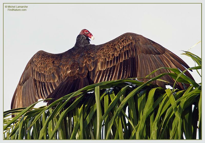 Urubu à tête rouge