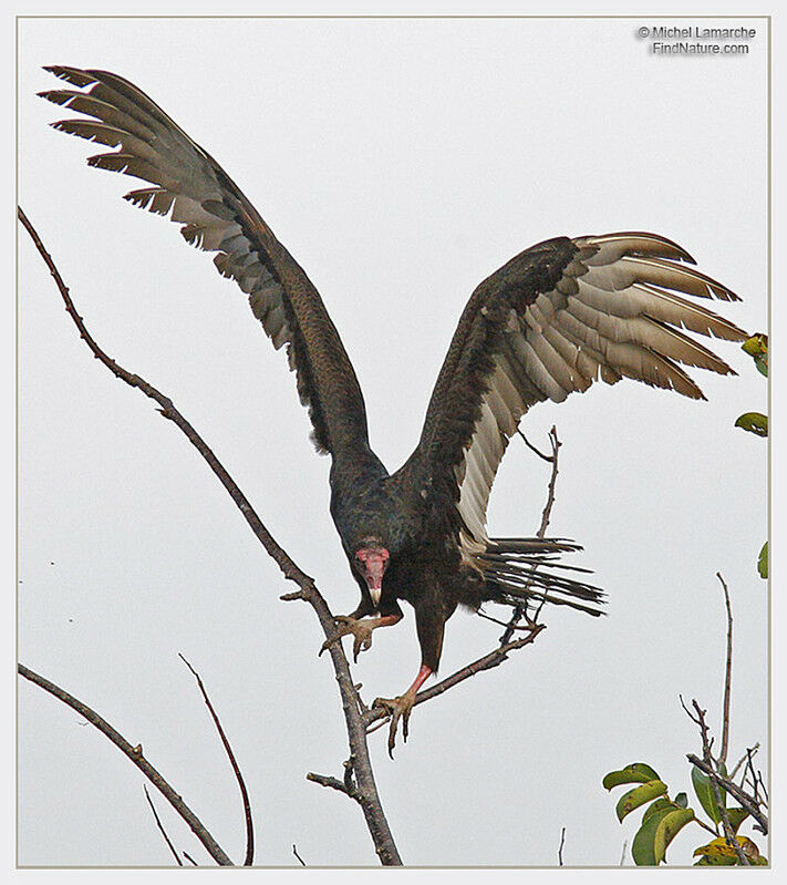 Turkey Vulture