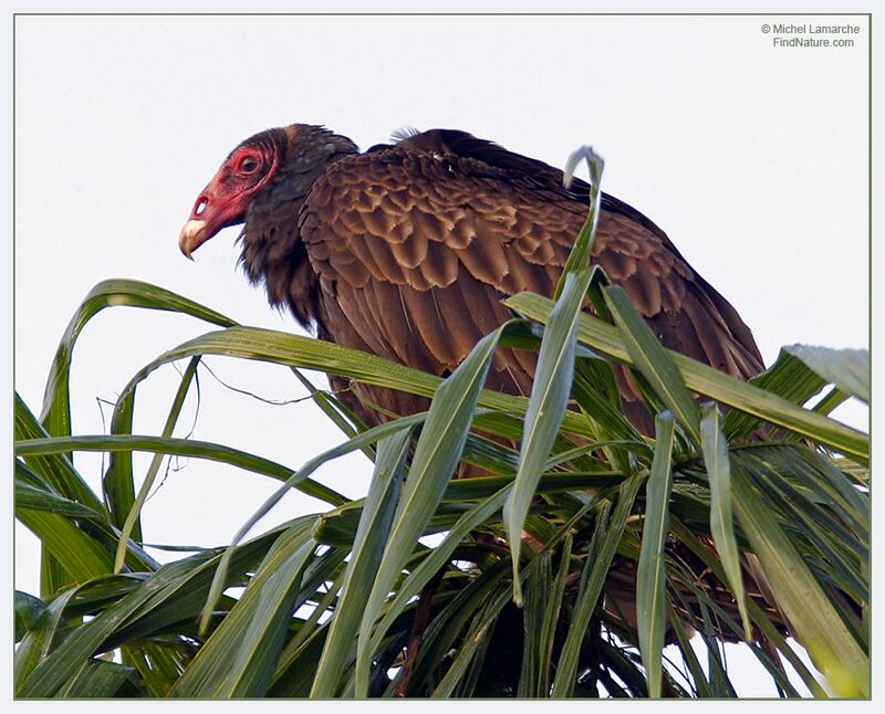 Urubu à tête rouge