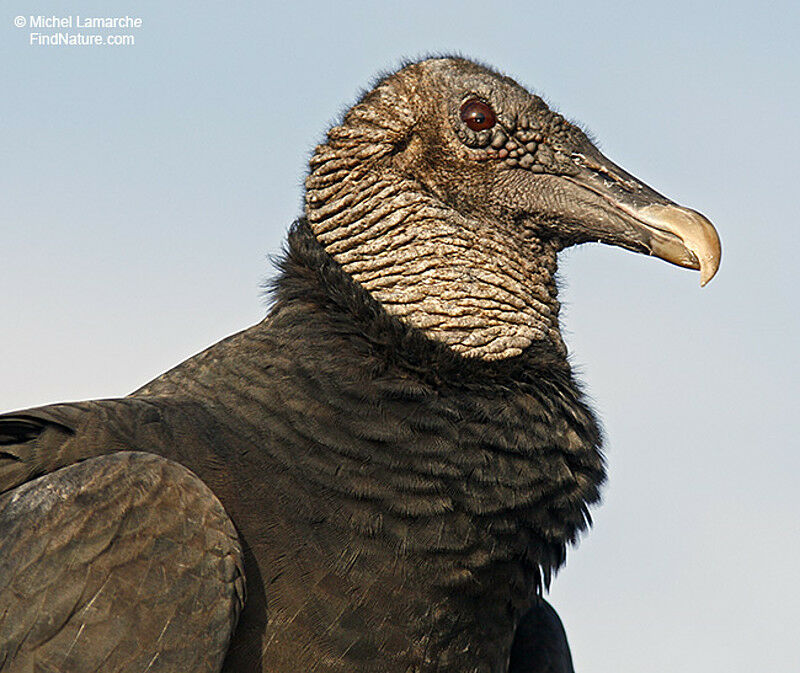 Black Vulture