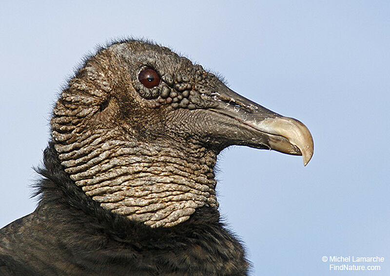 Black Vulture