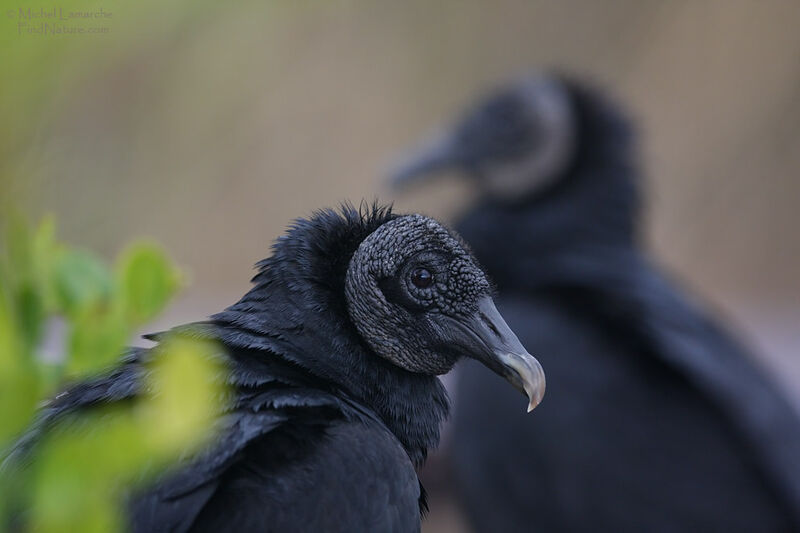 Black Vulture