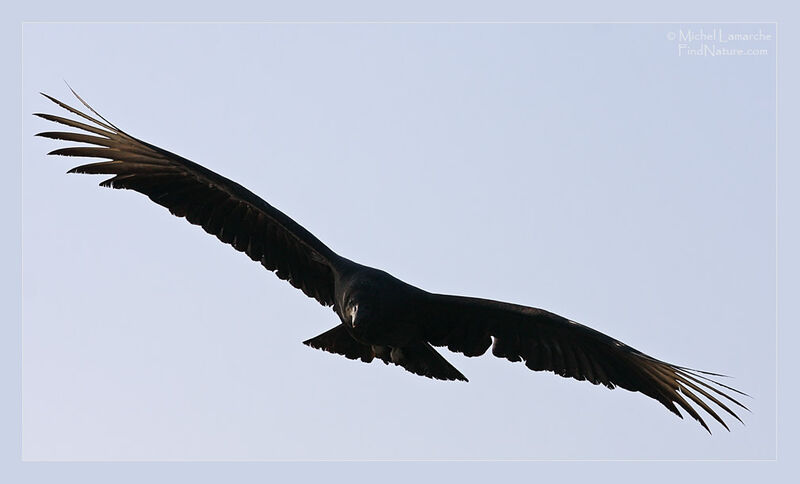 Black Vulture