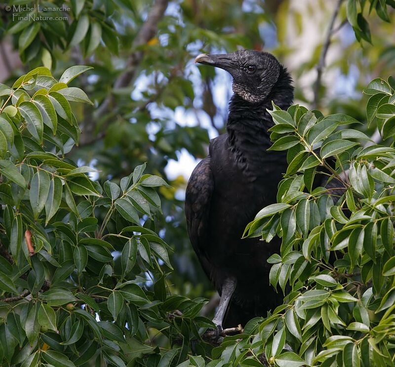 Black Vulture