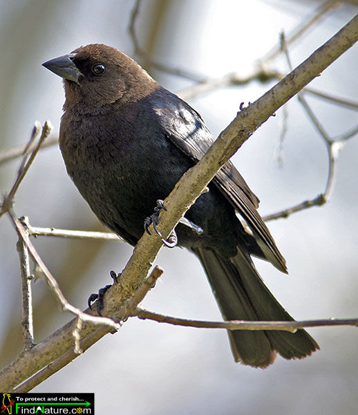 Brown-headed Cowbird