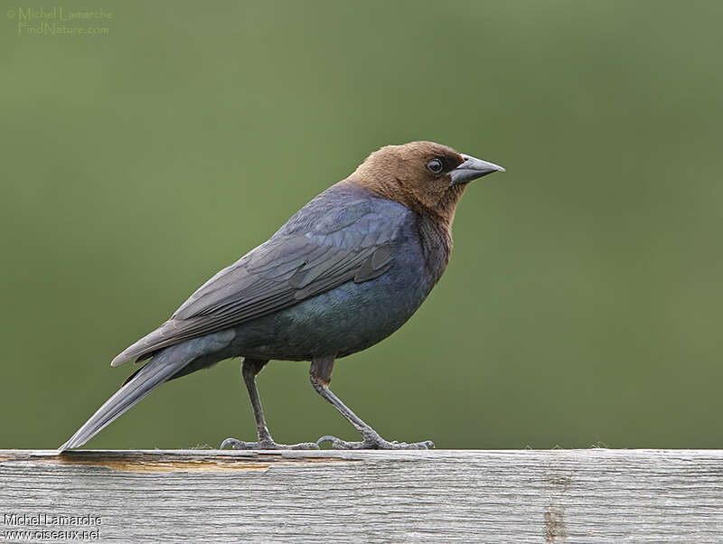 Brown-headed Cowbird male adult post breeding, identification