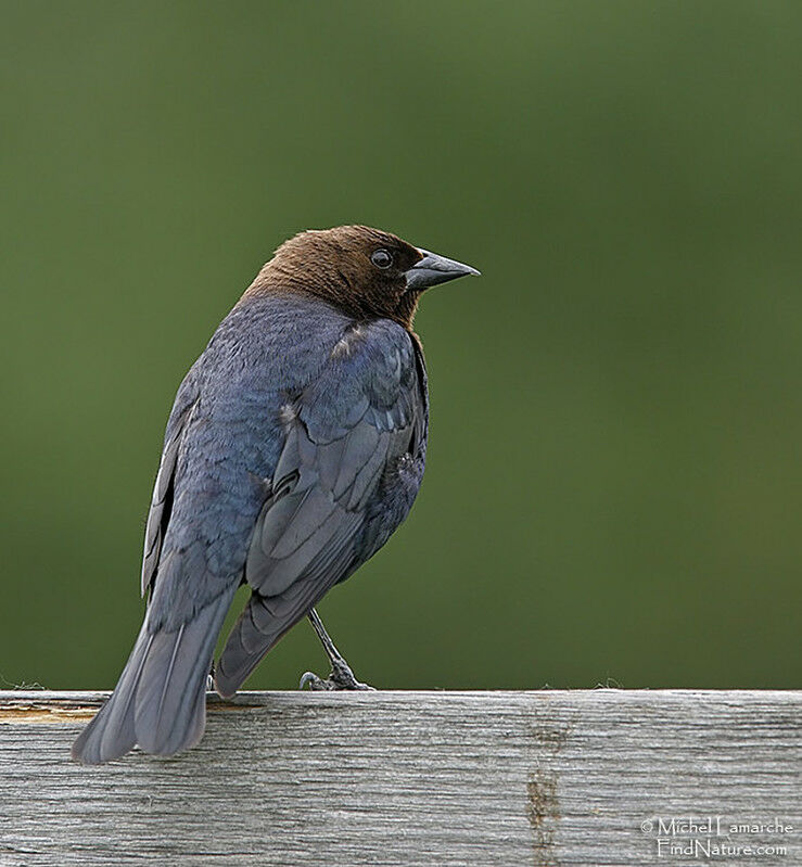 Brown-headed Cowbird male adult