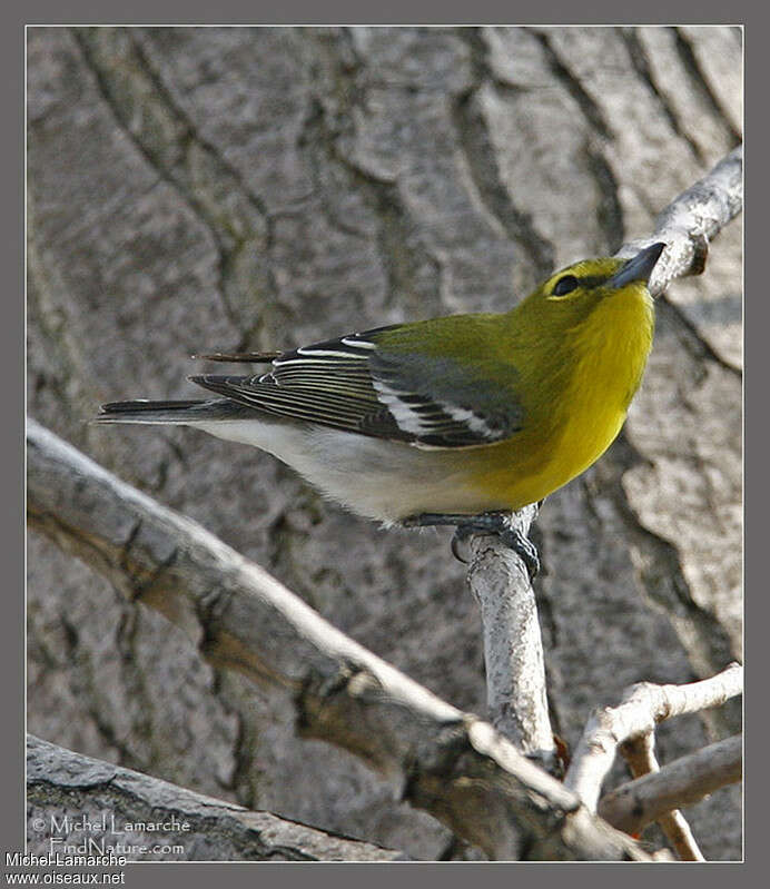 Viréo à gorge jauneadulte, identification