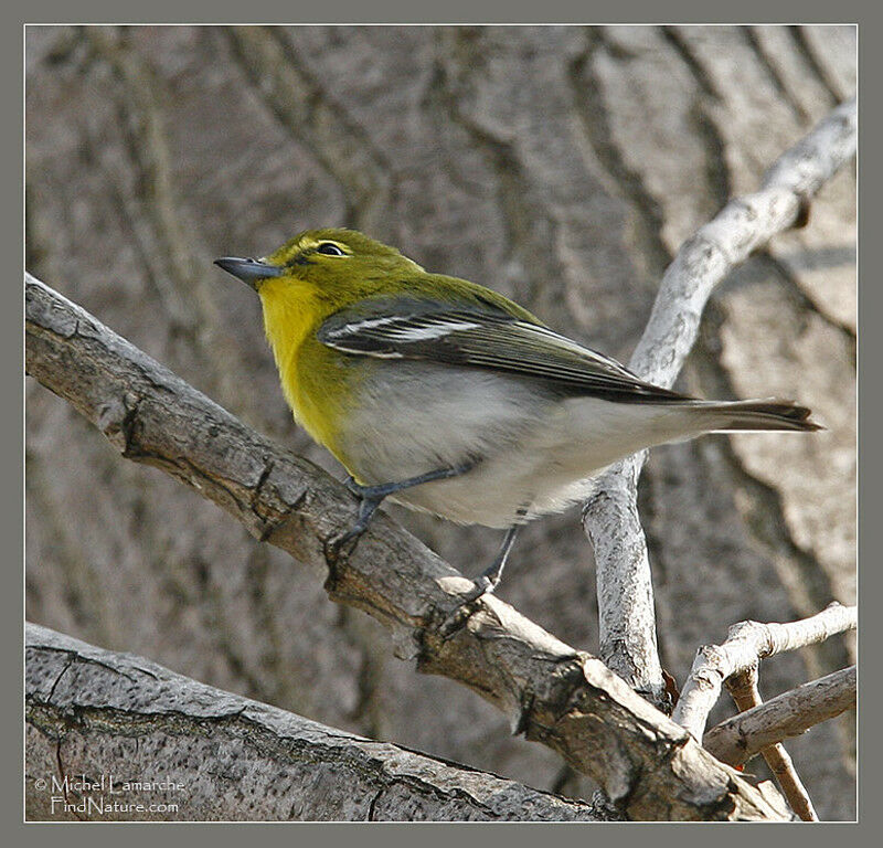 Yellow-throated Vireo