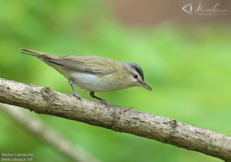 Red-eyed Vireoadult, identification, Behaviour