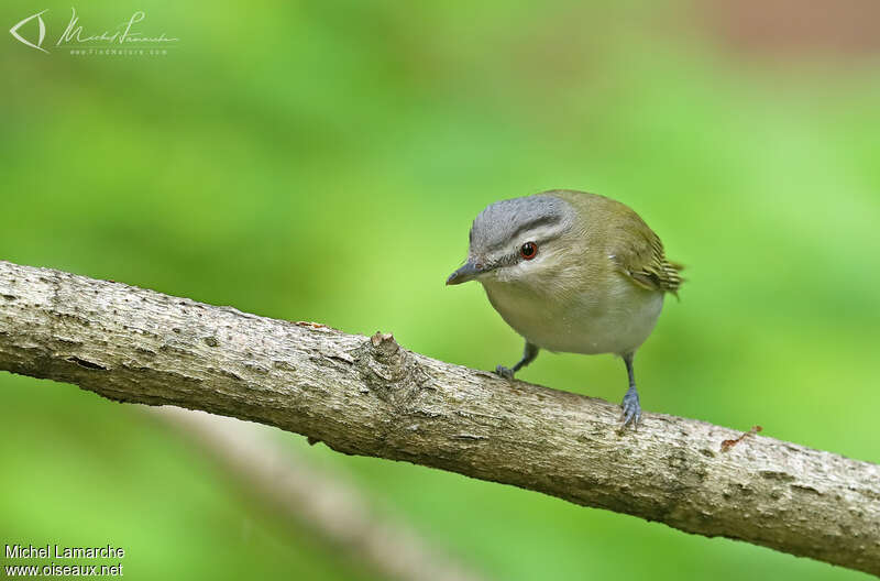 Red-eyed Vireoadult, close-up portrait, pigmentation