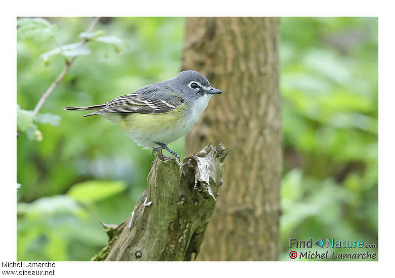 Blue-headed Vireo female adult, identification