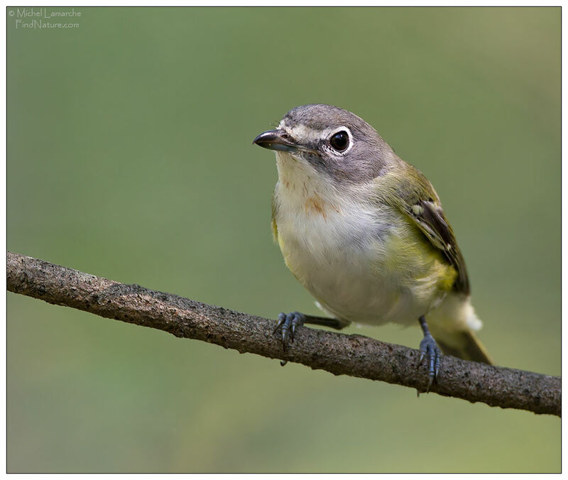 Blue-headed Vireo