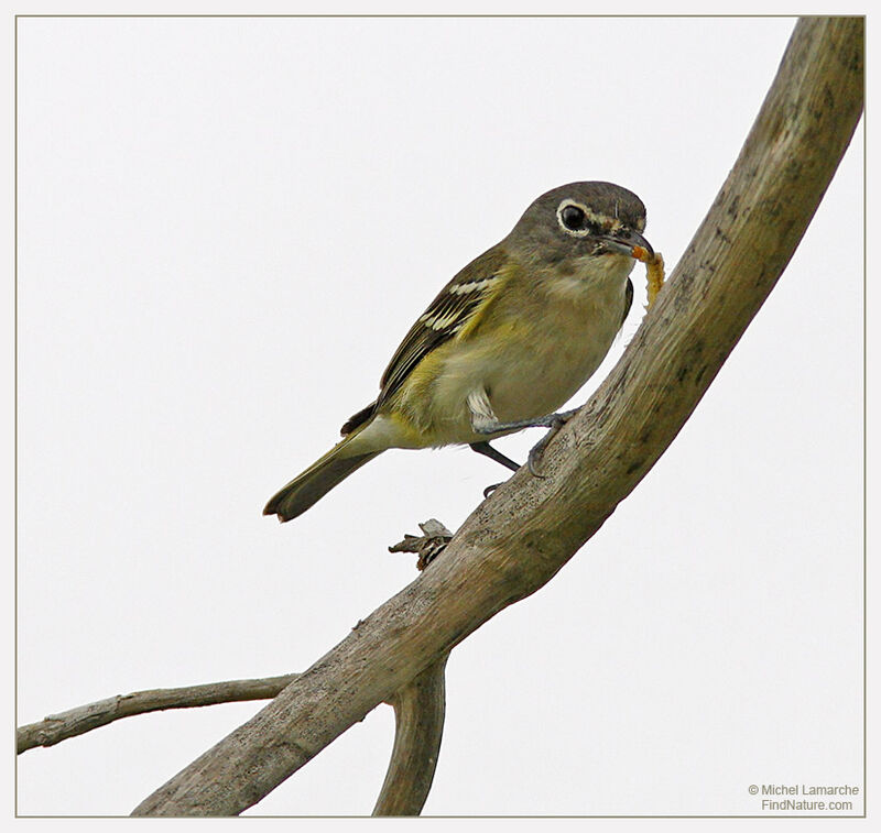 Blue-headed Vireo