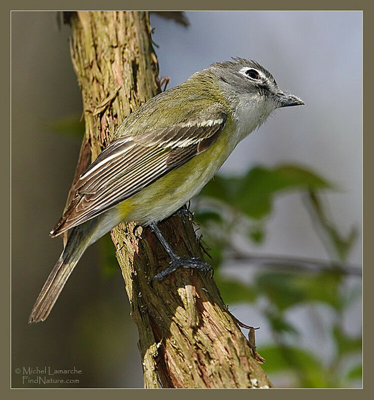 Blue-headed Vireo