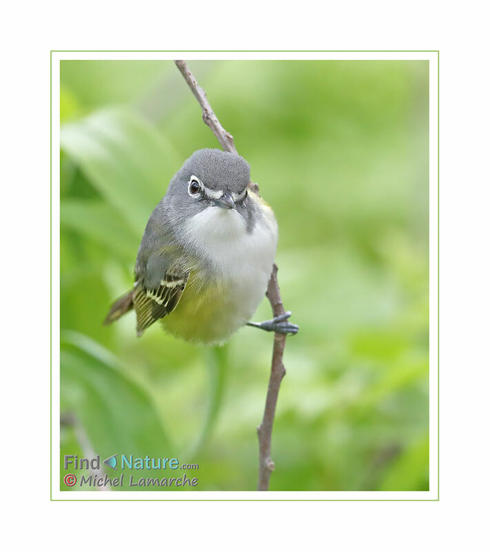 Blue-headed Vireo