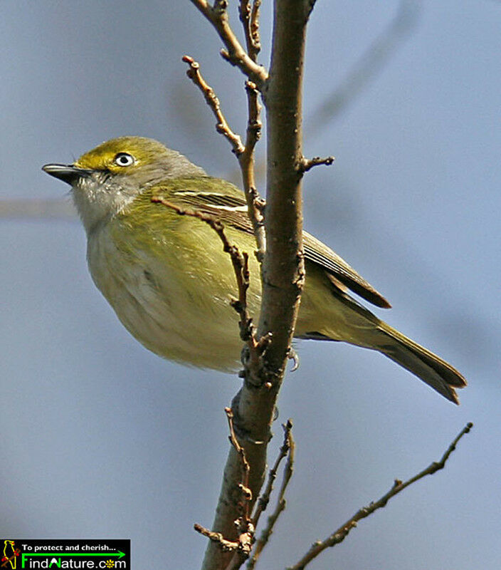 Viréo aux yeux blancsadulte