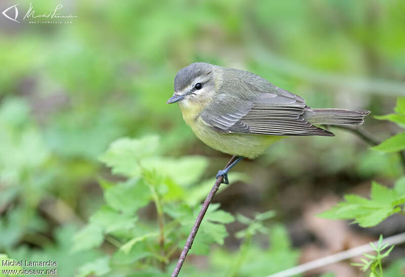 Philadelphia Vireoadult breeding, identification