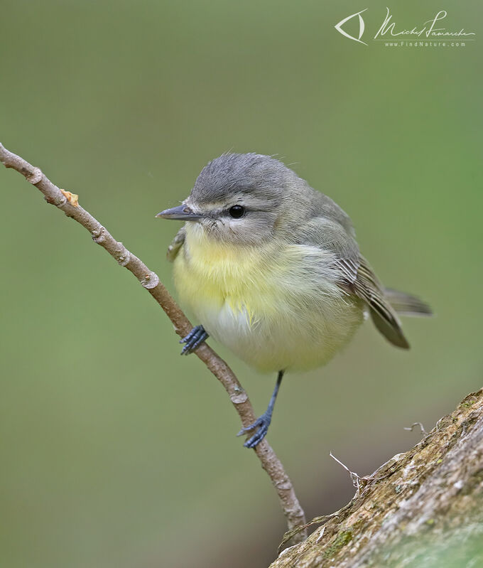 Philadelphia Vireo