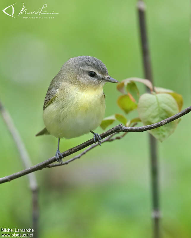 Philadelphia Vireoadult, close-up portrait