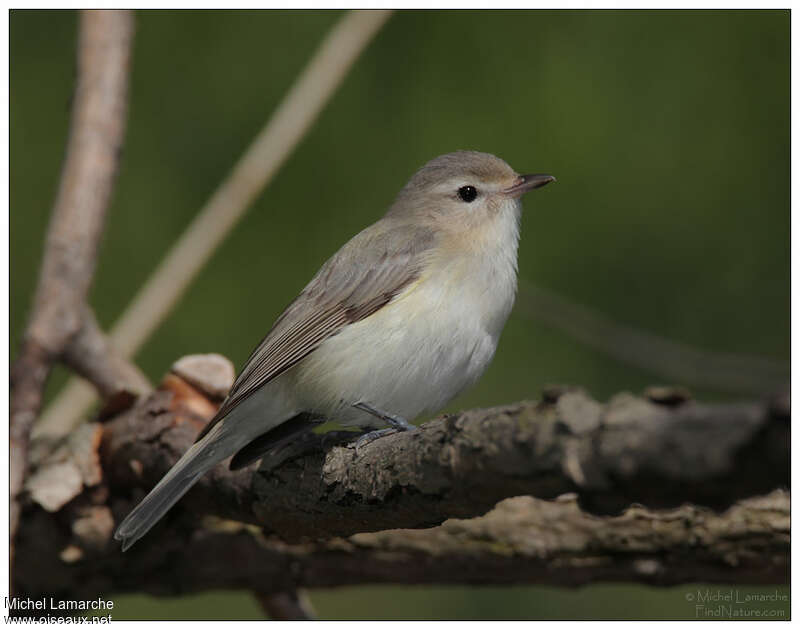 Viréo mélodieux, identification