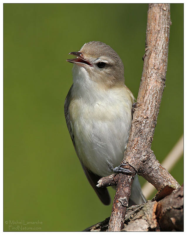 Warbling Vireo