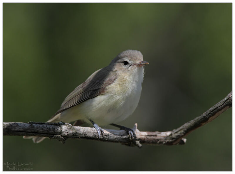 Warbling Vireo