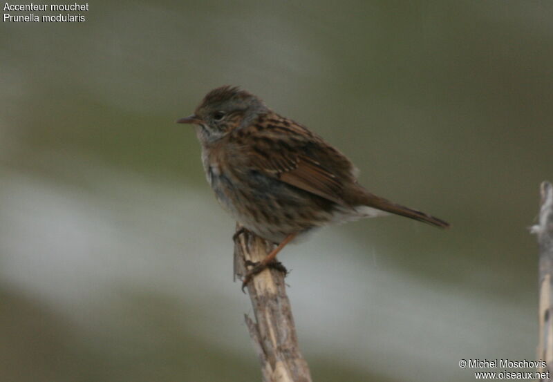 Dunnock, identification