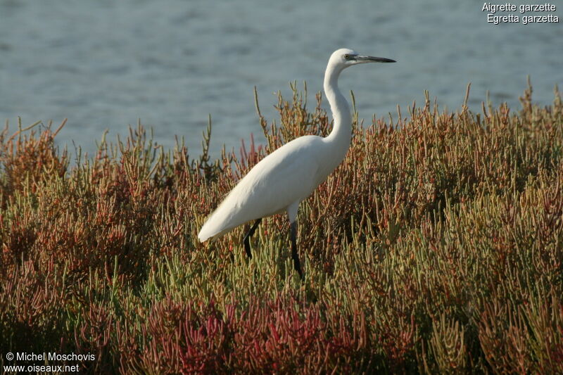 Little Egret