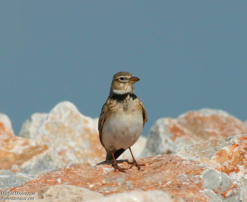 Calandra Larkadult, identification