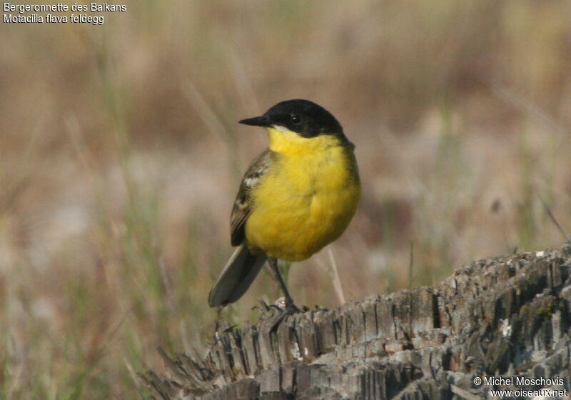 Western Yellow Wagtail (feldegg)