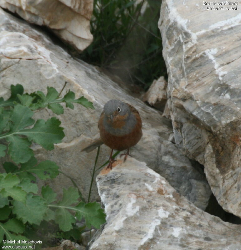 Cretzschmar's Bunting male