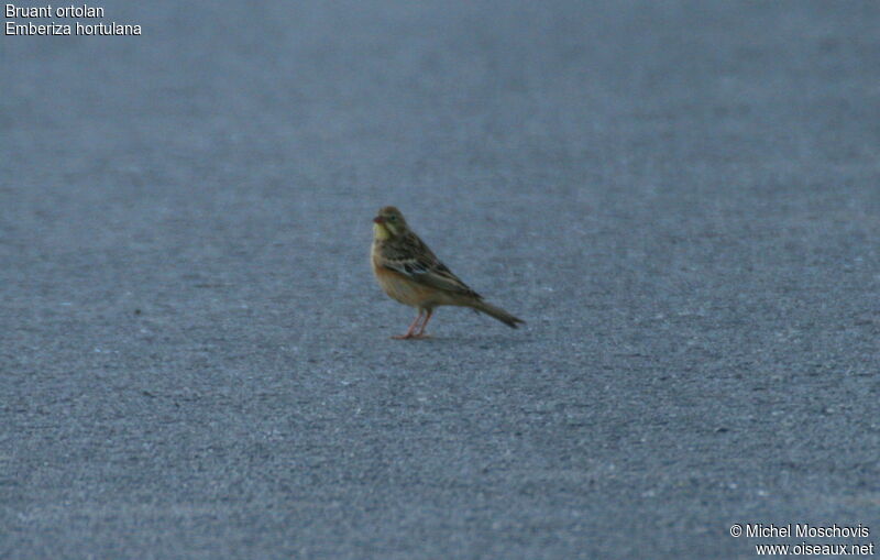 Bruant ortolan, identification