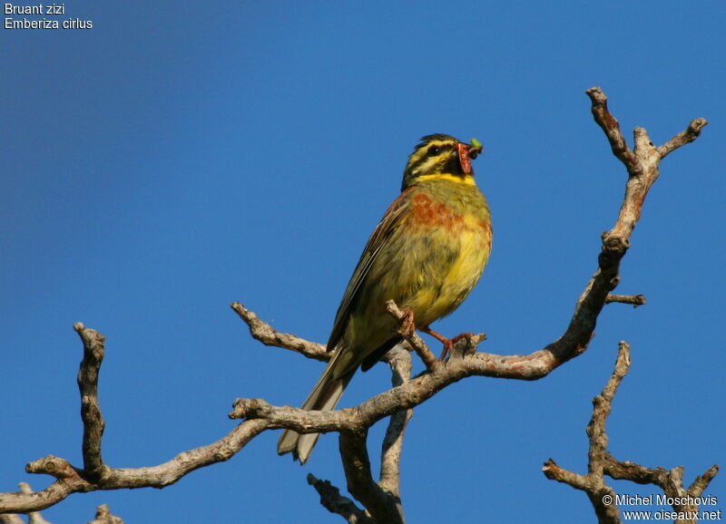 Cirl Buntingadult breeding, identification