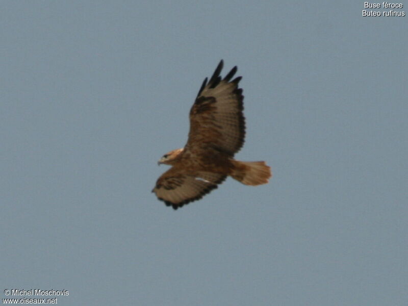 Long-legged Buzzard