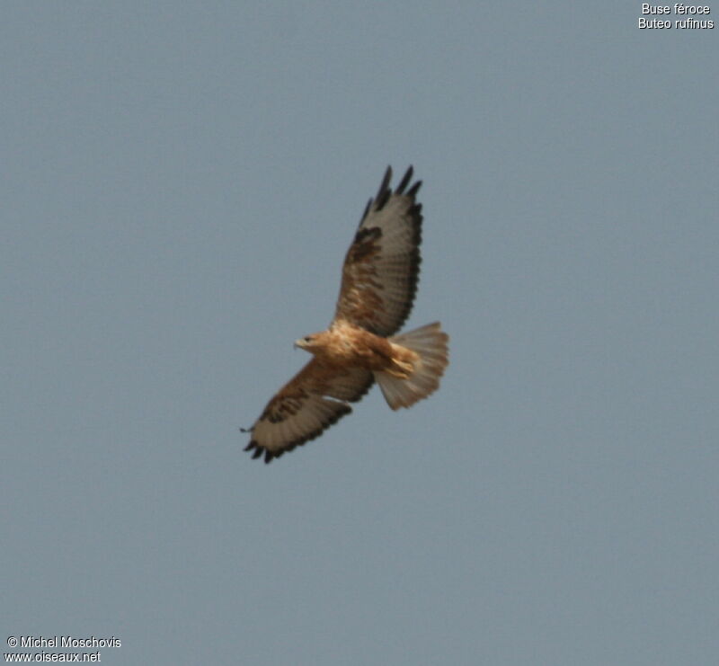 Long-legged Buzzard