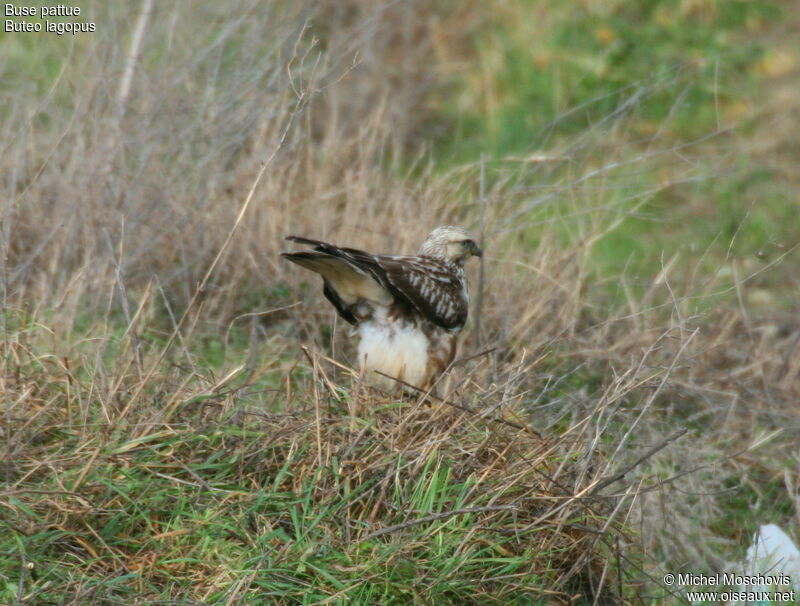 Buse pattue, identification