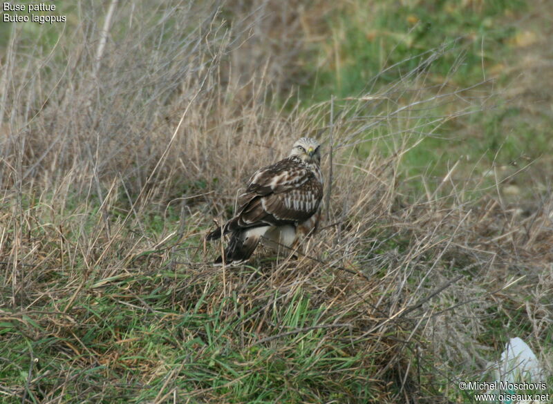 Buse pattue, identification