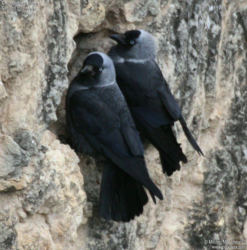 Choucas des tours, identification