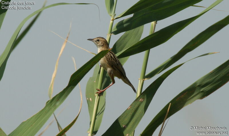 Zitting Cisticola