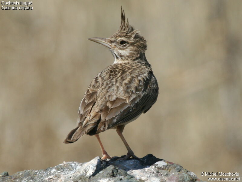 Crested Lark, identification