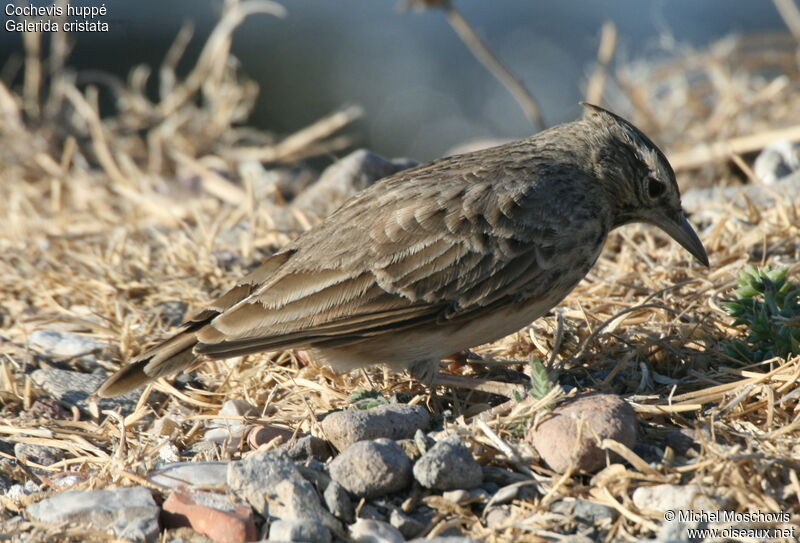 Cochevis huppé, identification